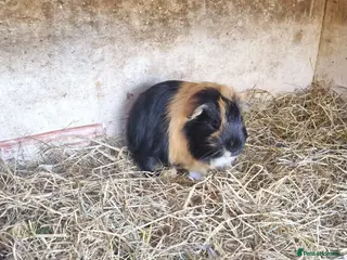 Guinea Pig rodents 4 young male guineapigs - Advert 1