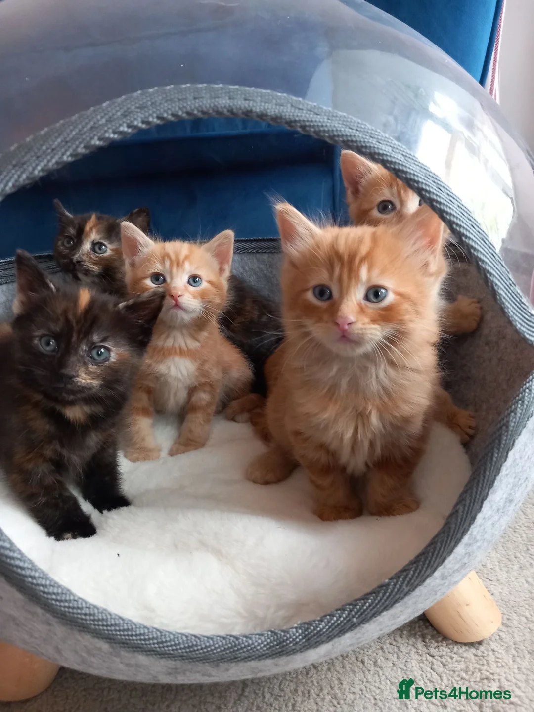 Mixed Breed cats for sale: Very pretty tortie kitten - Advert 2