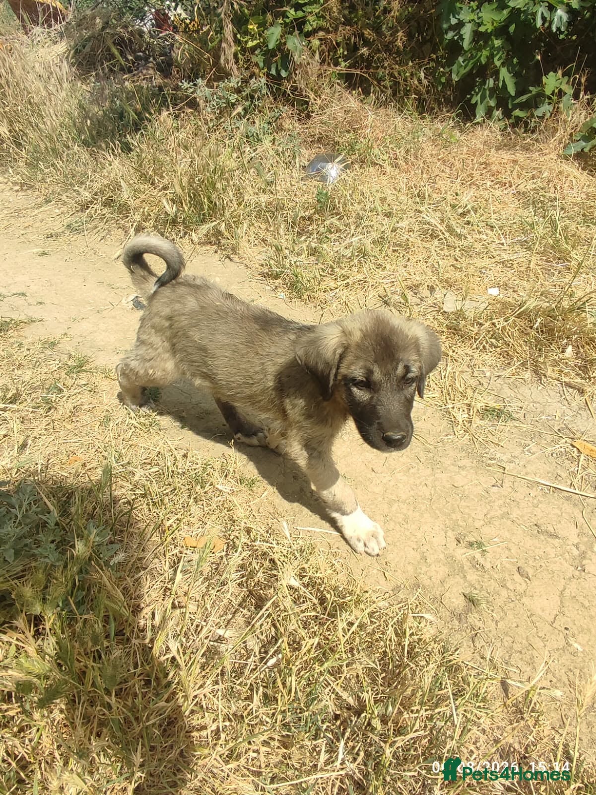 Mixed Breed dogs Pepper is 18 week  shepherd mix Macedonian rescue  - Advert 1