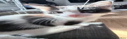 Turkish Van cats for sale: 3 beautiful kittens for sale.  - Advert 9