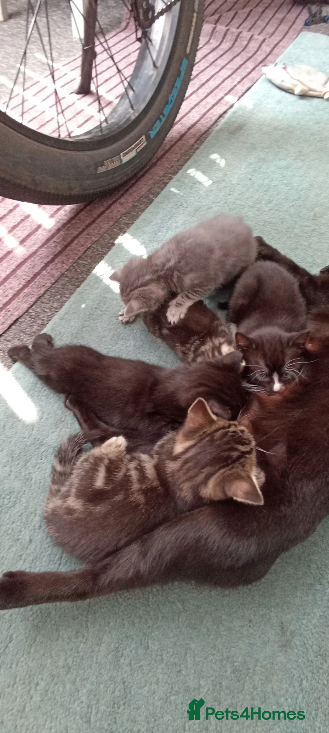 Mixed Breed cats for sale: Fluffy kittens looking for their forever homes in Hull - Advert 1