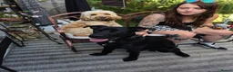 Mixed Breed dogs for sale: Rottie x gsd  in Stevenage - Advert 2
