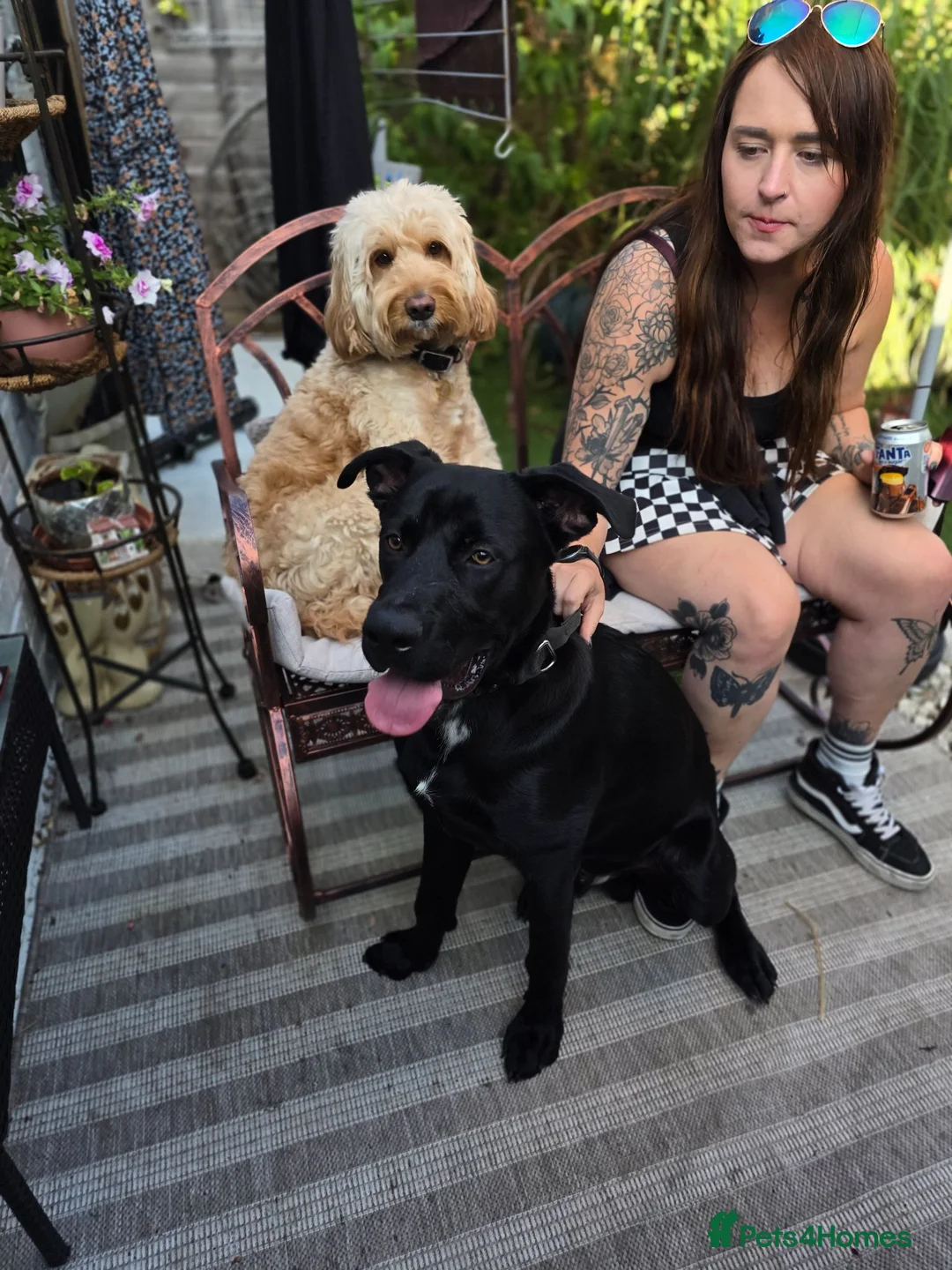 Mixed Breed dogs for sale: Rottie x gsd  in Stevenage - Advert 2
