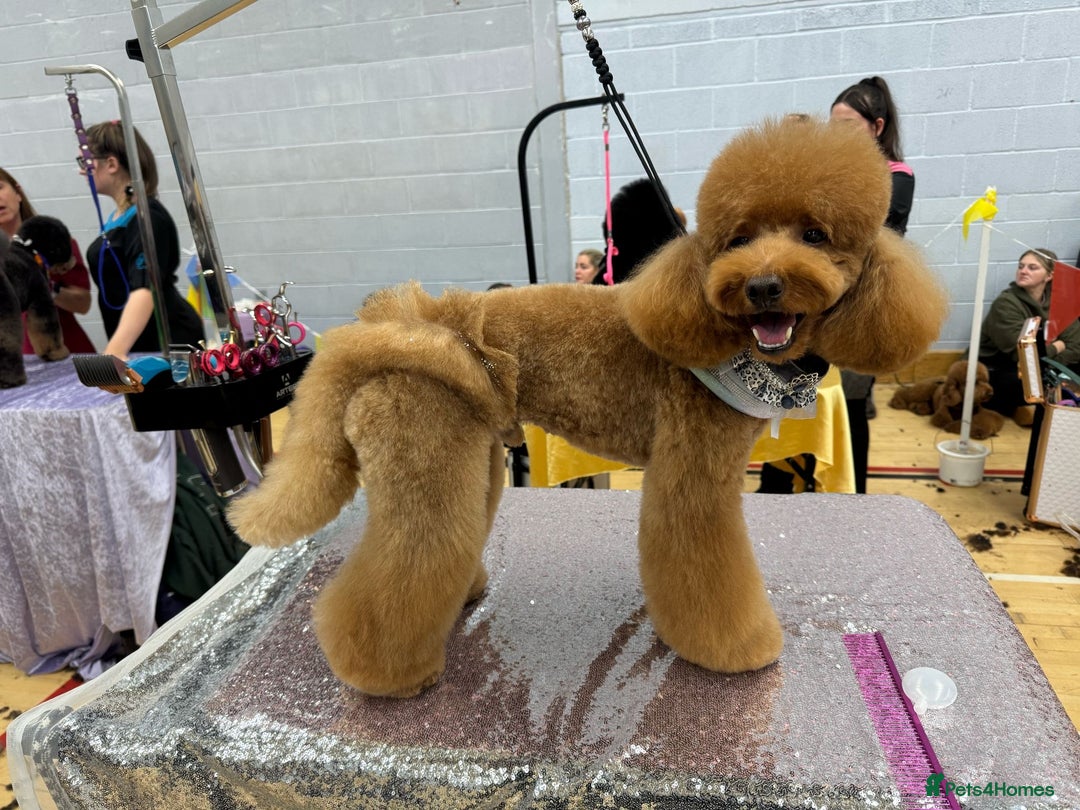 Toy Poodle dogs for stud: MULTI-AWARD WINNING SHOW DOG FOR STUD✨🐩 - Image 6