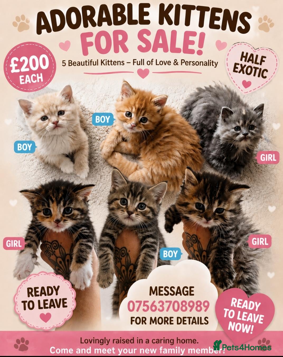 Exotic cats My Betty has a beautiful litter of kittens  - Advert 2