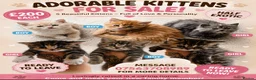 Exotic cats for sale: My Betty has a beautiful litter of kittens  - Advert 2