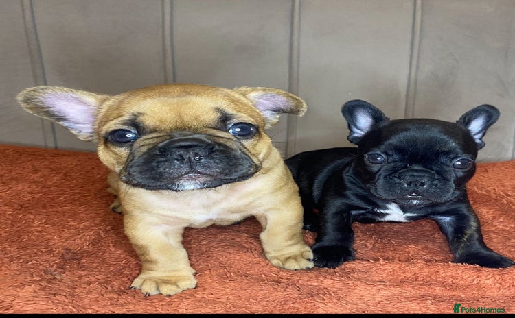 French Bulldog dogs - Advert 2