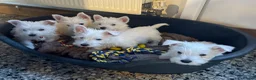 West Highland Terrier dogs for sale: Beautiful Westie puppies for sale  - Advert 1