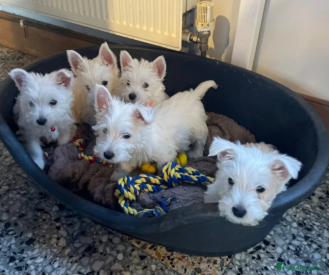 West Highland Terrier dogs for sale: Beautiful Westie puppies for sale  - Advert 1