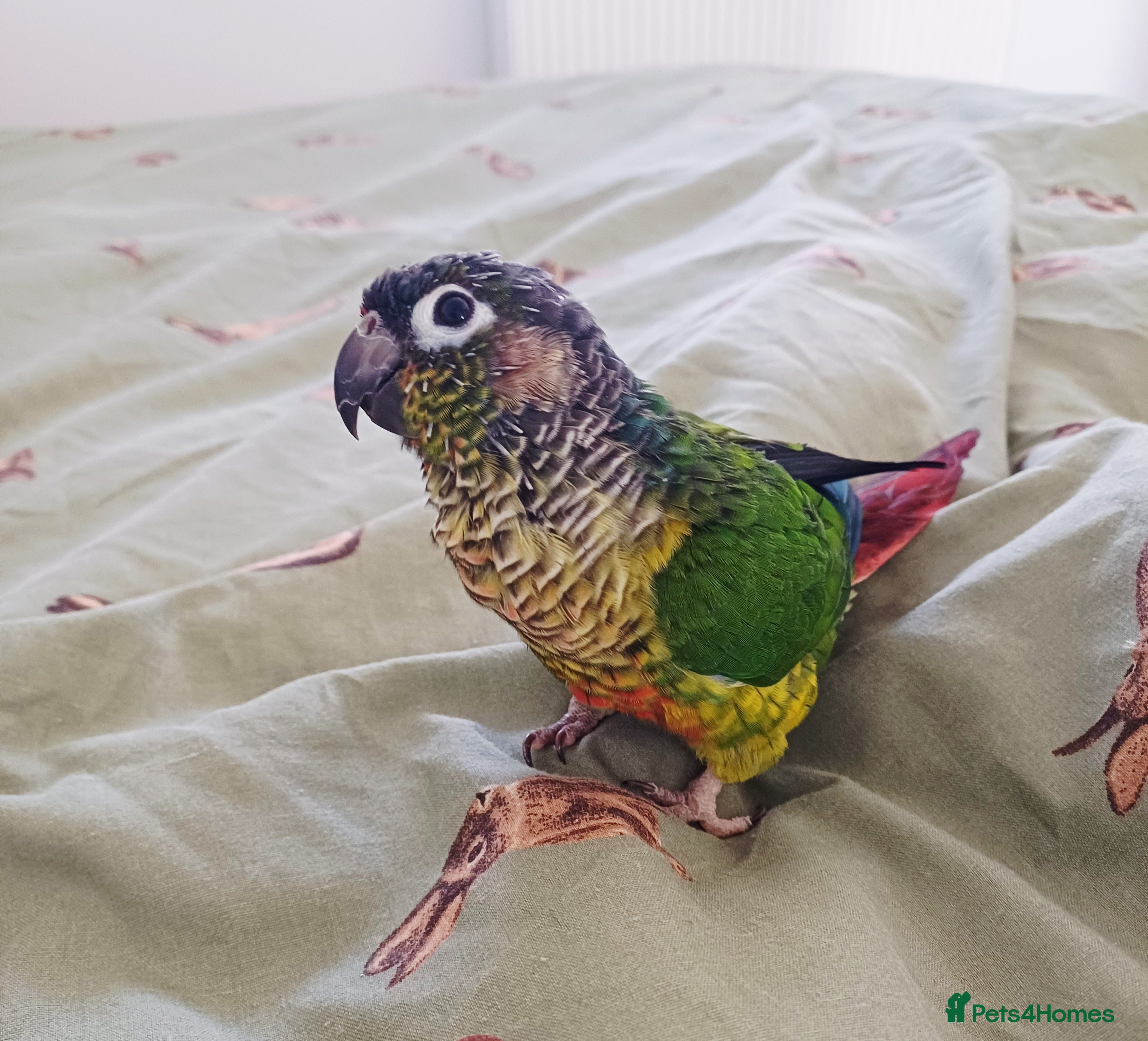 Conures birds The bird is called Tia - Advert 1