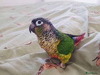 Conures birds The bird is called Tia - Advert 1