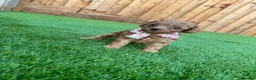 Cockapoo dogs for sale: Beautiful Cockapoo Puppies in Birmingham - Advert 15
