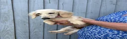 Miniature Dachshund dogs for sale: Adult Longhair Cream Female Miniature Dachshund.  - Advert 6