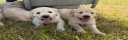 Golden Retriever dogs for sale: Beautiful Golden Retriever Puppies - Advert 3
