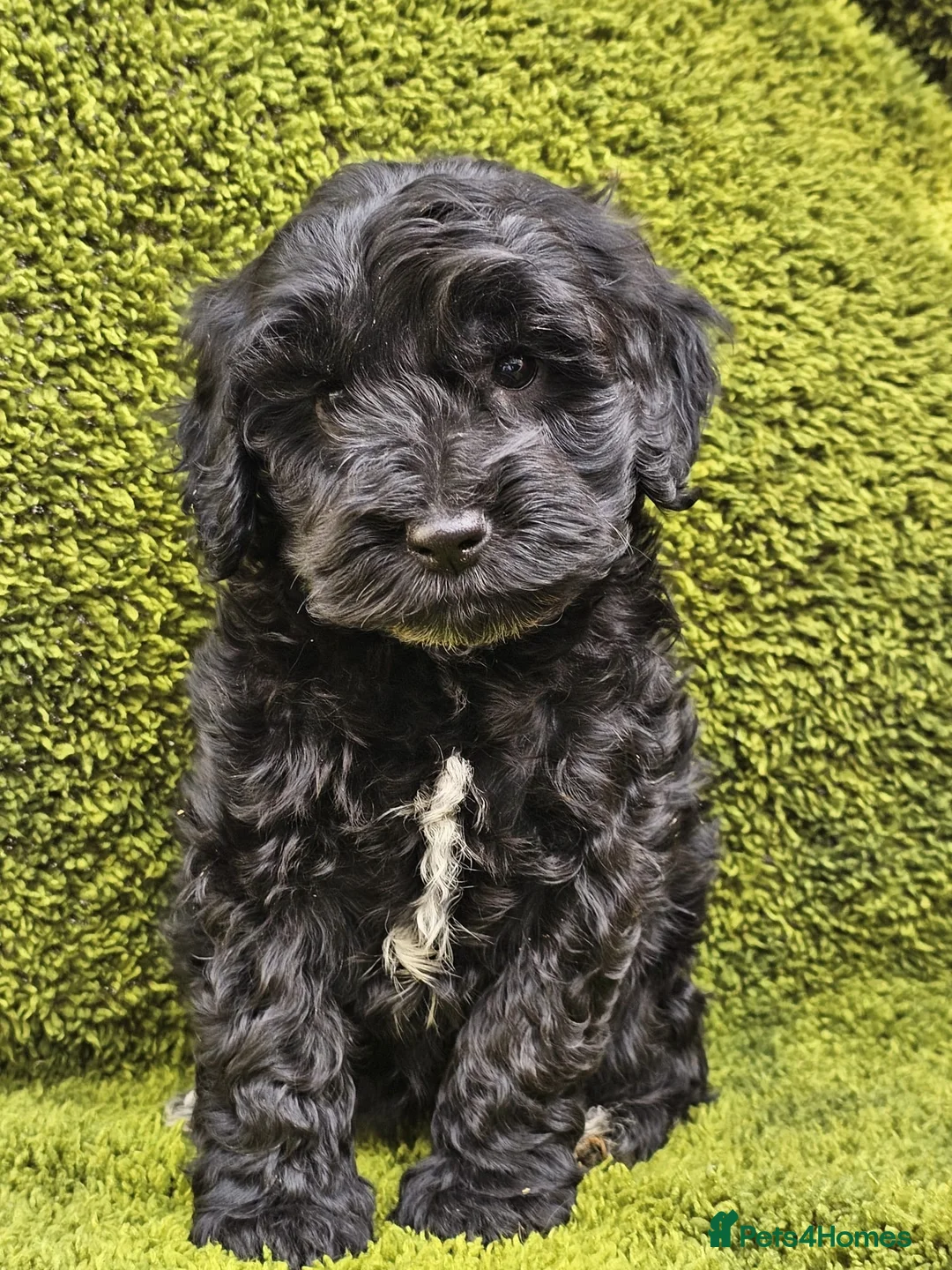 Cockapoo dogs for sale: Toy cockapoos hereditary health tested clear   - Advert 18