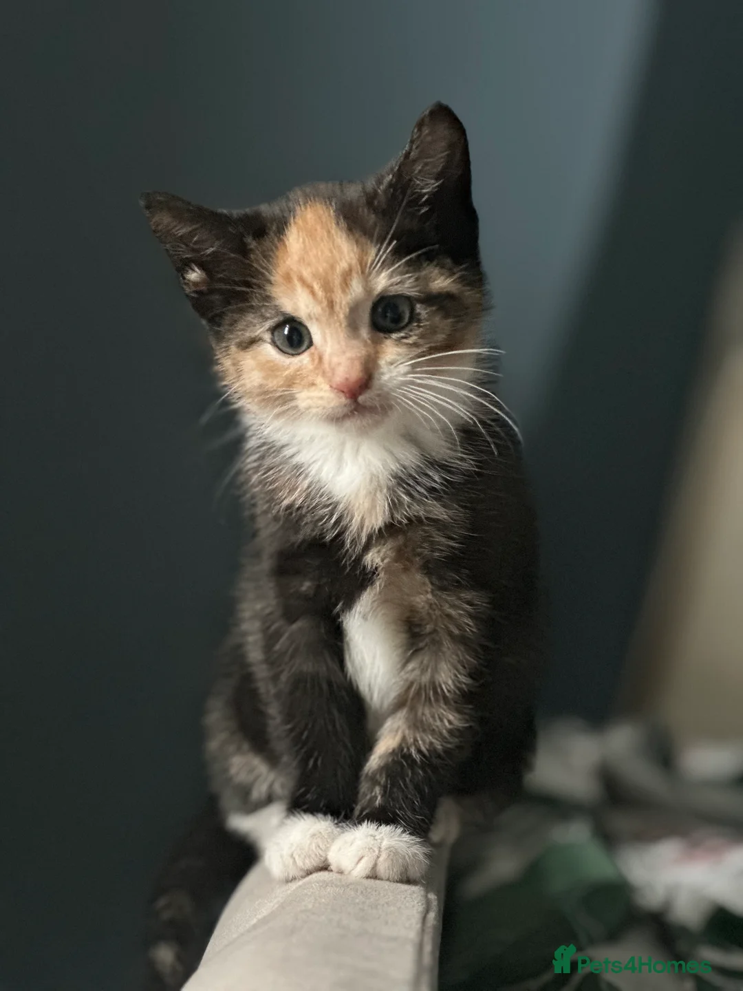 Domestic Shorthair cats for sale: 2 female kittens in Huddersfield - Advert 2