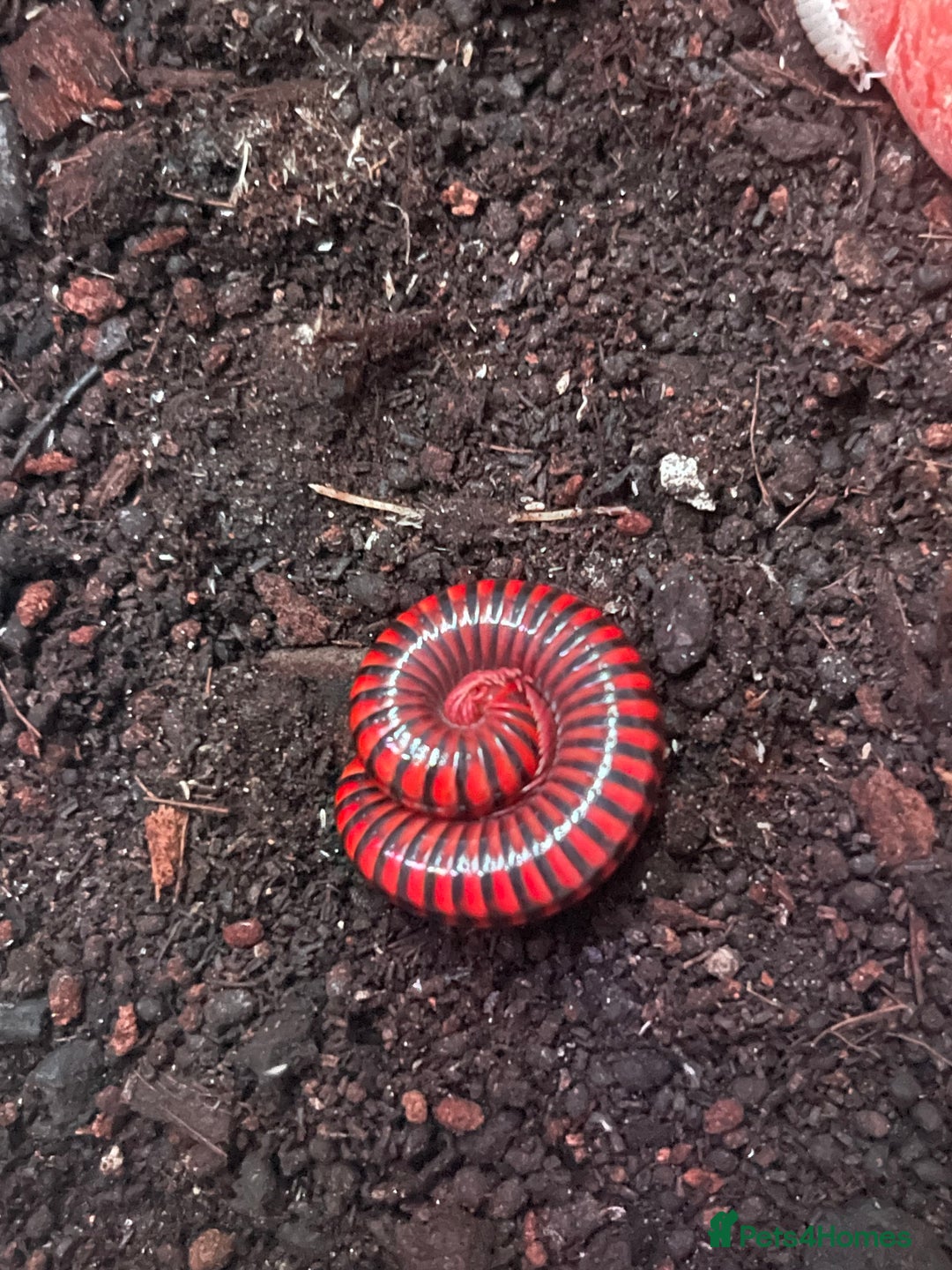 Millipedes invertebrates for sale: Millipedes , iso pods ,snails  - Image 7