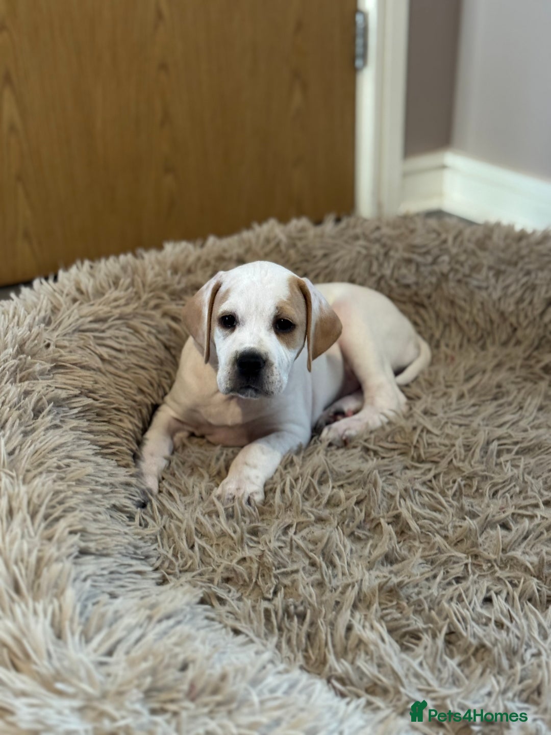 Pointer dogs for sale: Beautiful litter of Top Quality Pointer Puppies - Advert 7