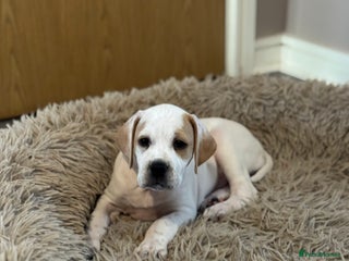 Pointer dogs Beautiful litter of Top Quality Pointer Puppies - Advert 6