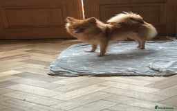 Pomeranian dogs for sale: Pomeranian puppies - Advert 14