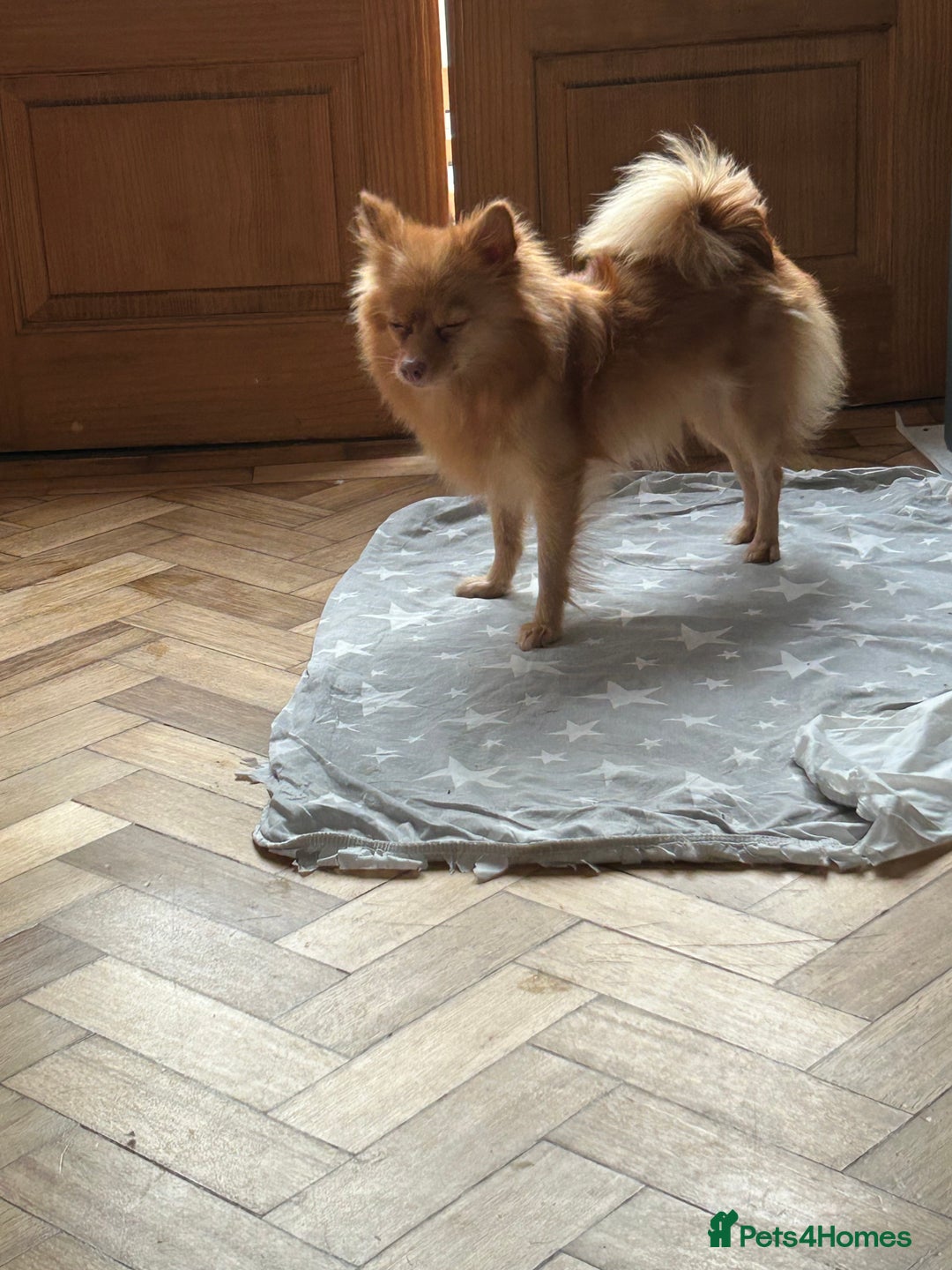 Pomeranian dogs for sale: Pomeranian puppies - Advert 14