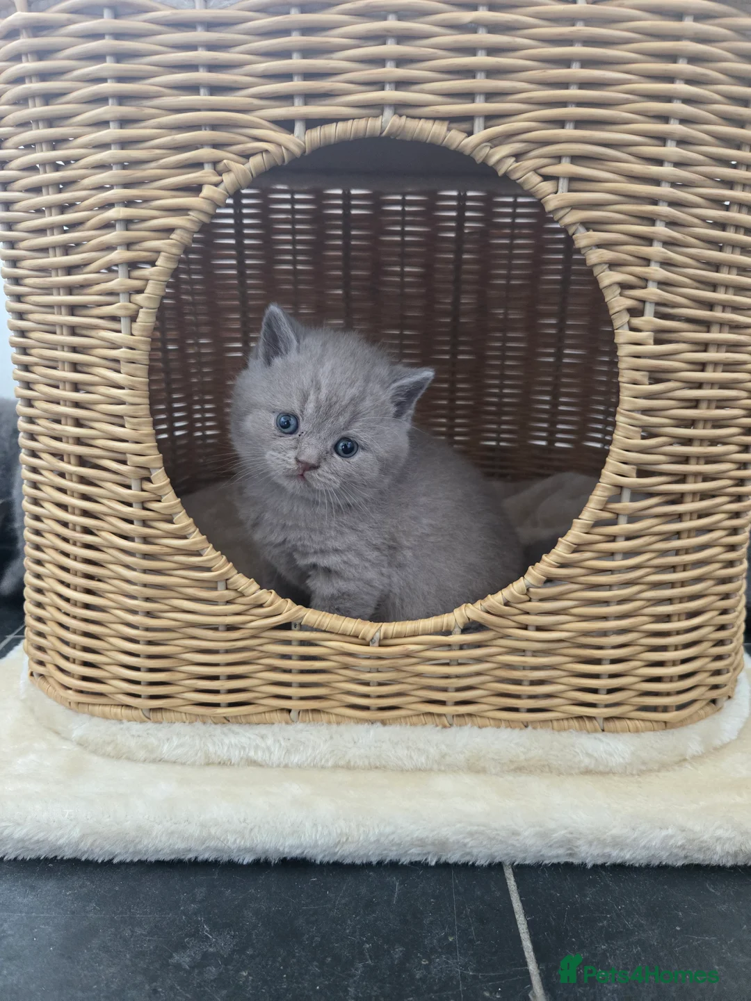 British Shorthair cats for sale: 🐾🏡GCCF Registered BSH Kittens | Champion Line 💫 in Pinner - Advert 2