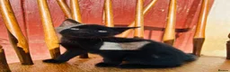 Mixed Breed cats for sale: *READY NOW* 3 Beautiful Black Kittens  - Advert 19