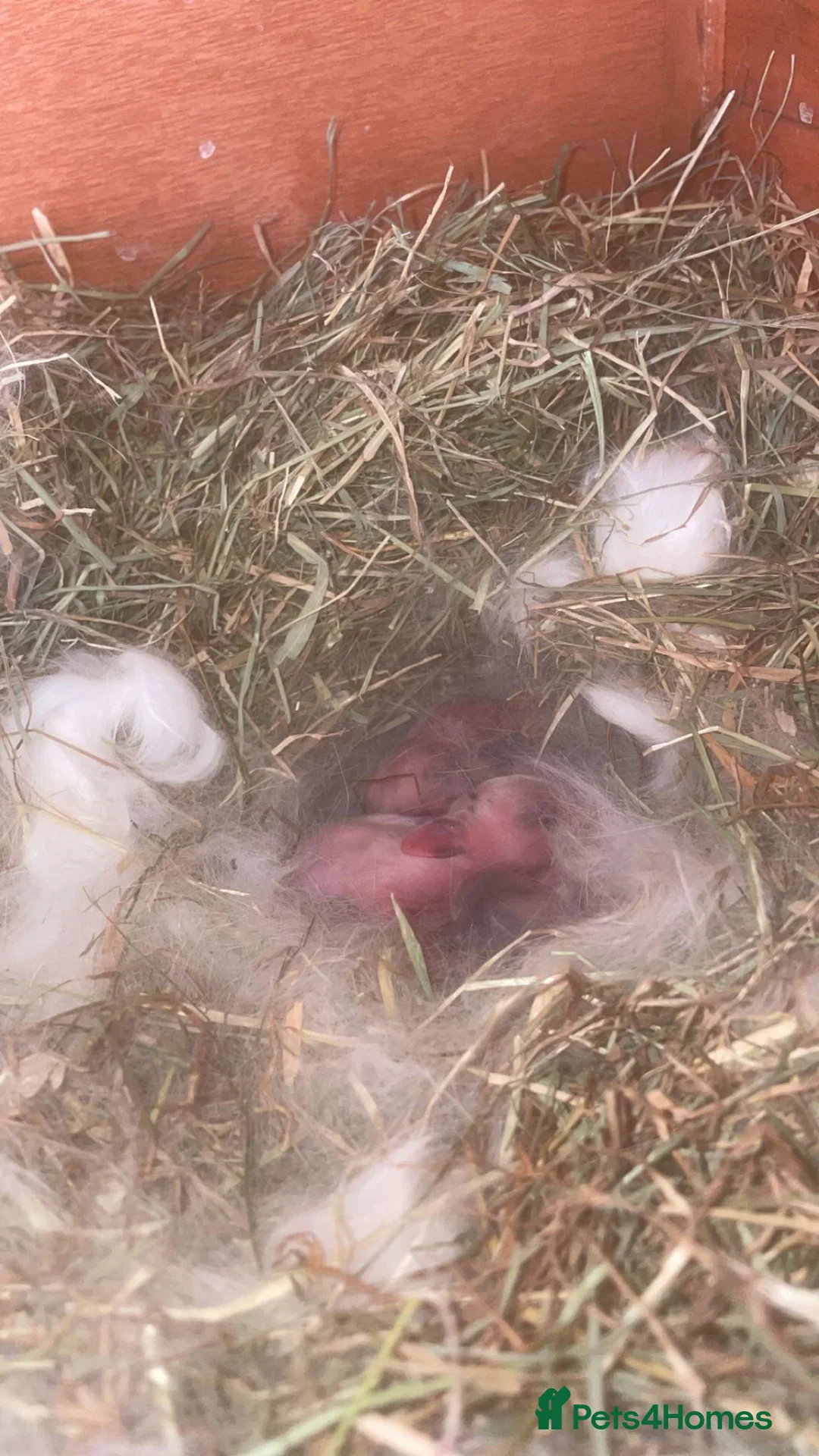 Mini Lop rabbits for sale: 5 mini lop bunnies  - Advert 8