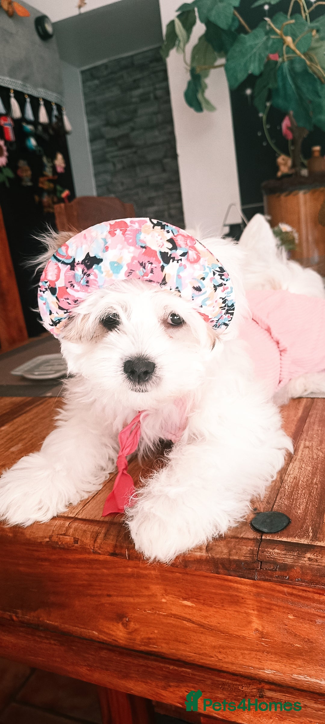 Bichon Frise dogs for sale: Bichon girl - Image 11