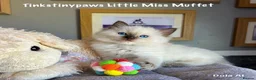 Ragdoll cats for sale: RAGDOLL Kittens  - Advert 6