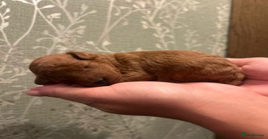 Toy Poodle dogs ❤️Cruft show🐩 Stunning red*serbian imp*show dogs* - Advert 3