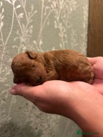 Toy Poodle dogs ❤️Cruft show🐩 Stunning red*serbian imp*show dogs* - Advert 16