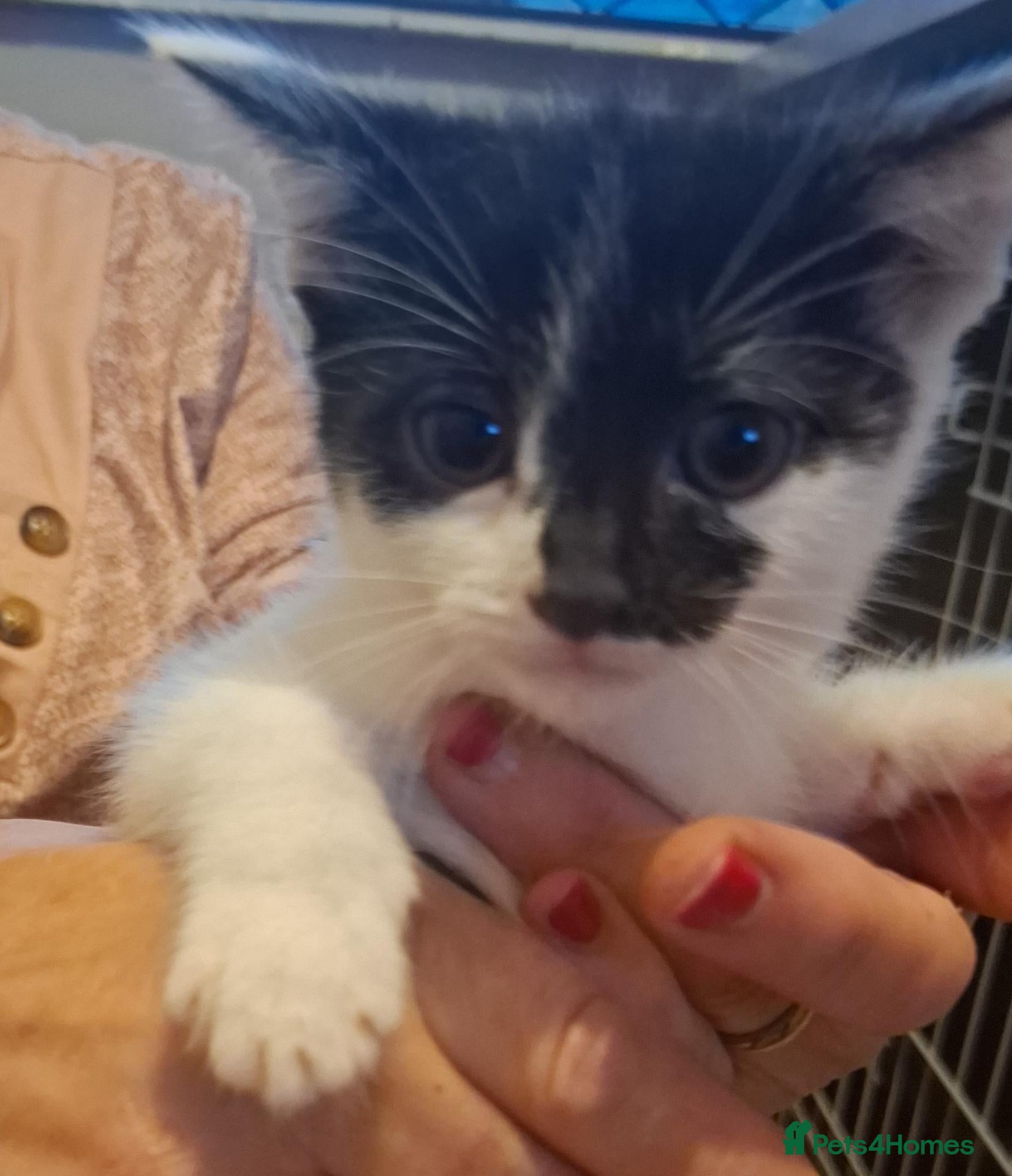 Mixed Breed cats 1 kitten looking for a home. READY 16TH SEPT - Advert 1