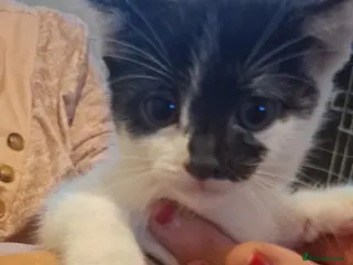 Mixed Breed cats 1 kitten looking for a home. READY 16TH SEPT - Advert 1