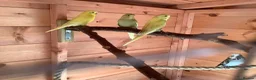 Budgerigars birds for sale: Young budgies - Advert 1