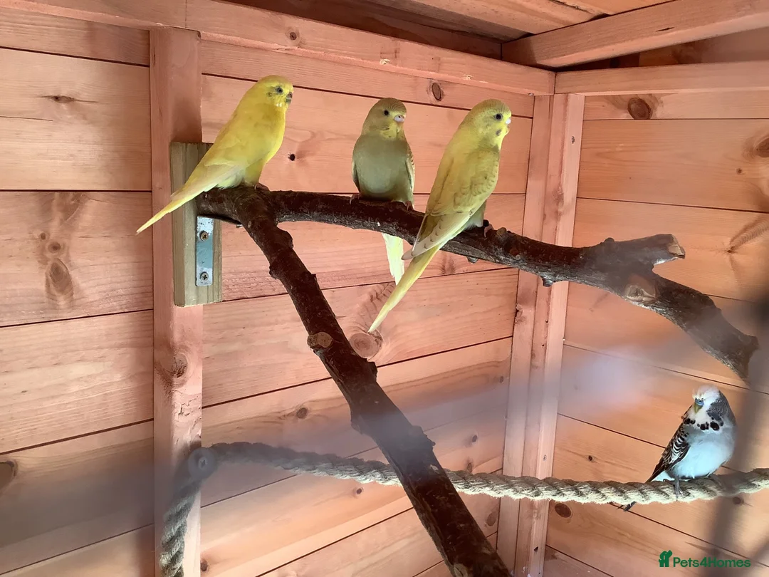 Budgerigars birds for sale: Young budgies - Advert 1