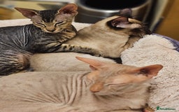 Sphynx cats for sale: Beautiful Sphynx X Siamese kittens - Image 28
