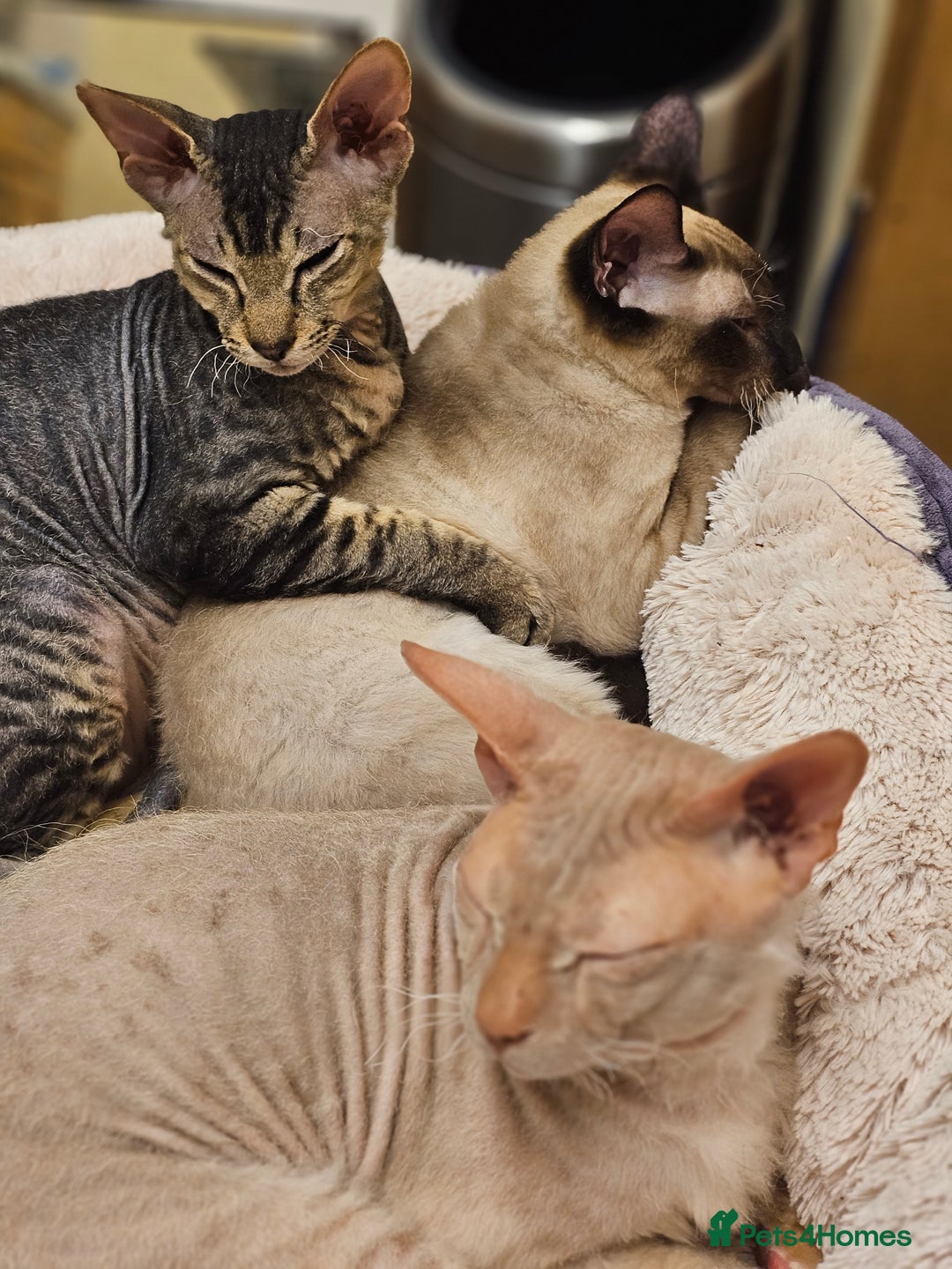 Sphynx cats for sale: Beautiful Sphynx X Siamese kittens - Image 28