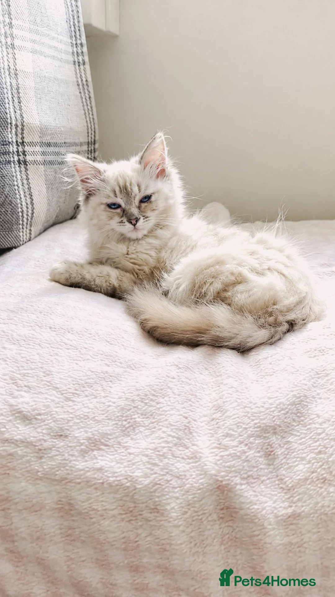 Ragdoll cats for sale: Stunning Chocolate Tortie Ragdoll - Advert 6