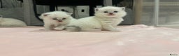 Ragdoll cats for sale: Exceptional Pure Blue Point Ragdoll kitten  - Advert 9
