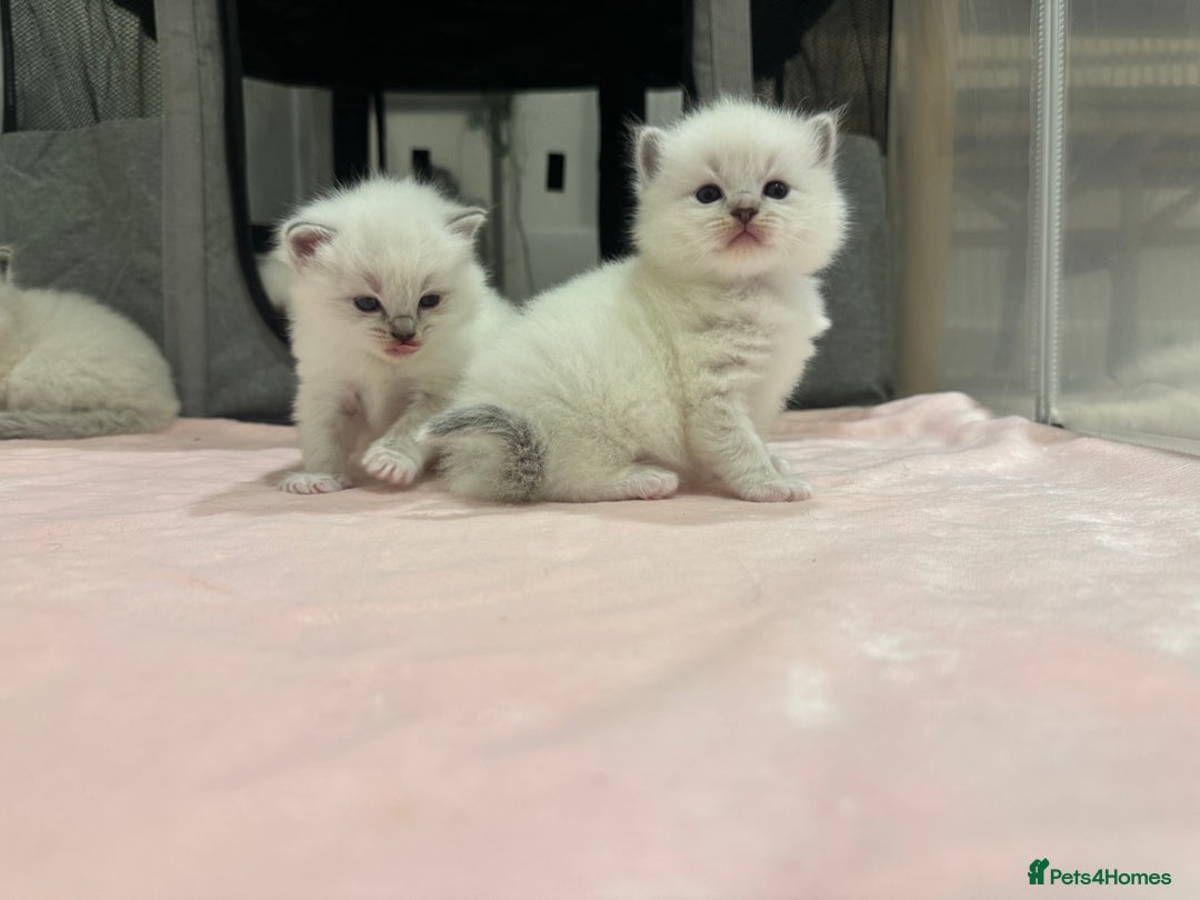 Ragdoll cats for sale: Exceptional Pure Blue Point Ragdoll kitten  - Advert 9