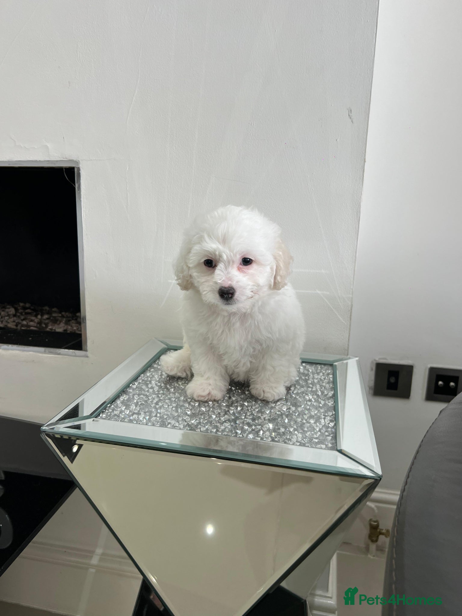 Bichon Frise dogs Purebred bichon frise - Advert 1