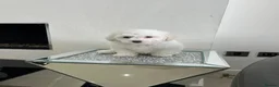 Bichon Frise dogs for sale: Purebred bichon frise - Advert 1
