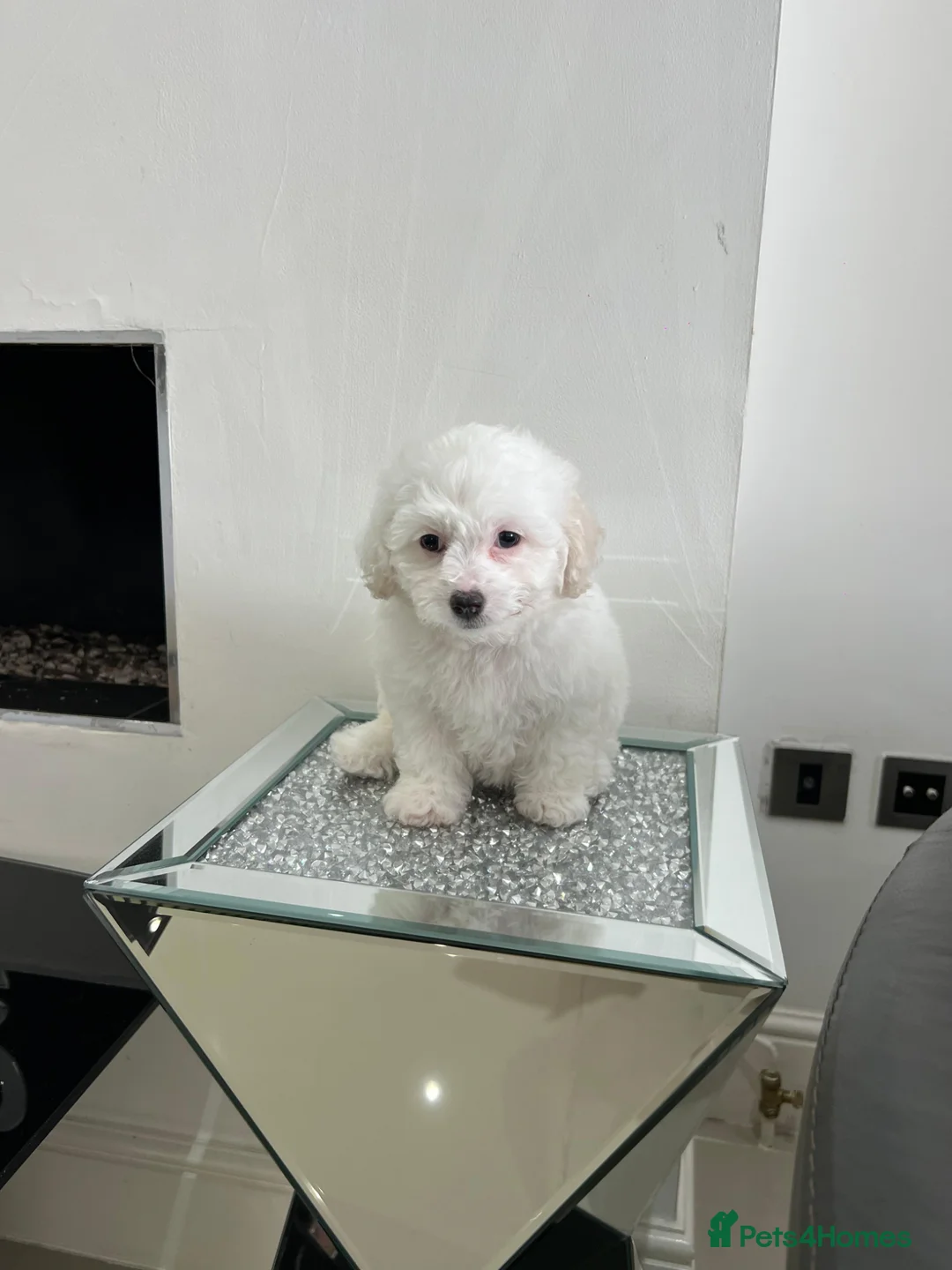 Bichon Frise dogs for sale: Purebred bichon frise - Advert 1