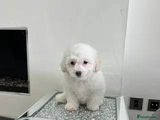 Bichon Frise dogs Purebred bichon frise - Advert 1