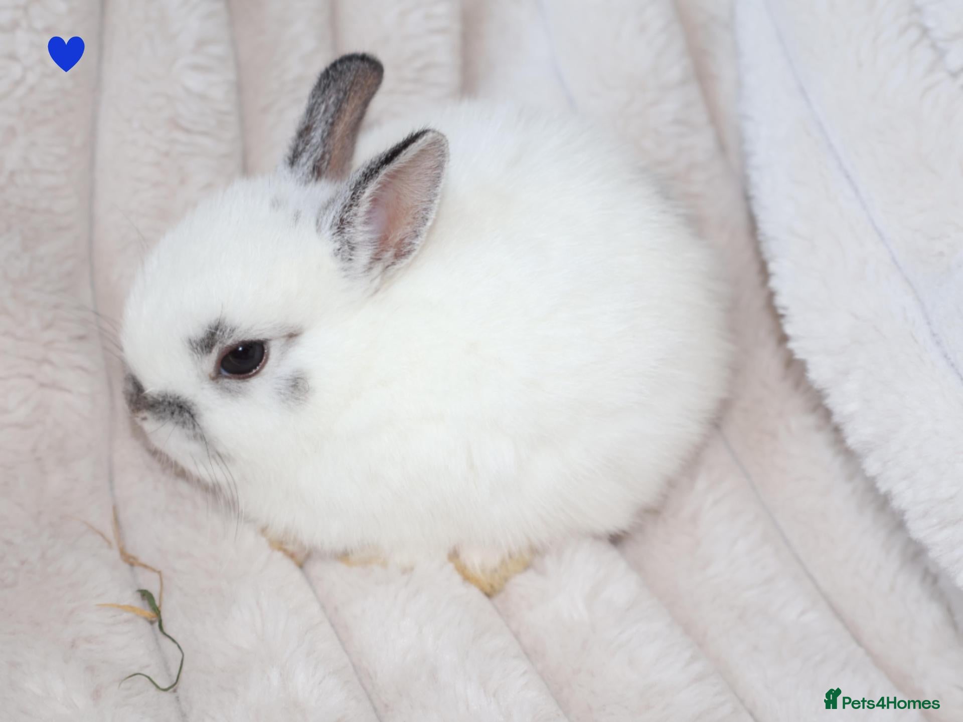 Netherland Dwarf rabbits 🐰 Netherland Dwarf Rabbits for Sale 🐰 - Advert 1