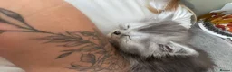 Persian cats for sale: Chinchilla Persian mix - Advert 6