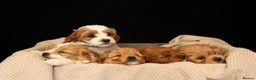 Cavapoo dogs for sale: cavapoo puppies for Sale X3 Girls  in Lincoln - Advert 13