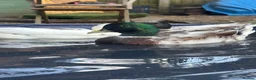 Ducks poultry for sale: Call Duck Drakes hand raised  - Advert 7