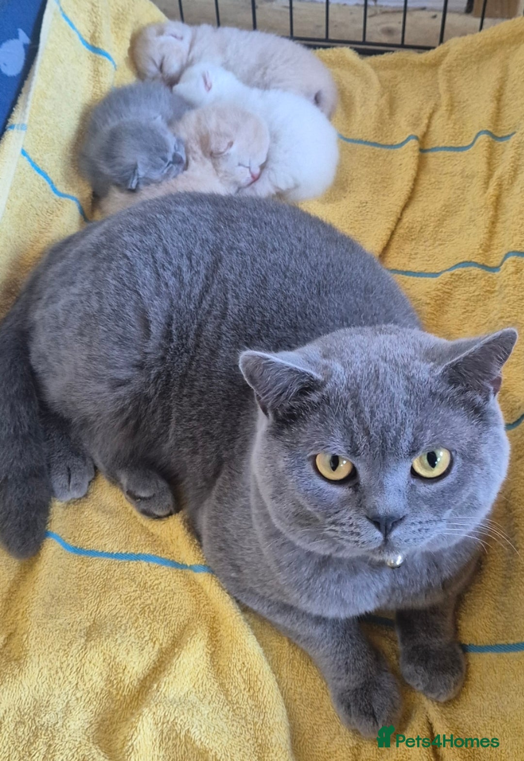 Mixed Breed cats for sale: Persian x british short hair - Advert 6